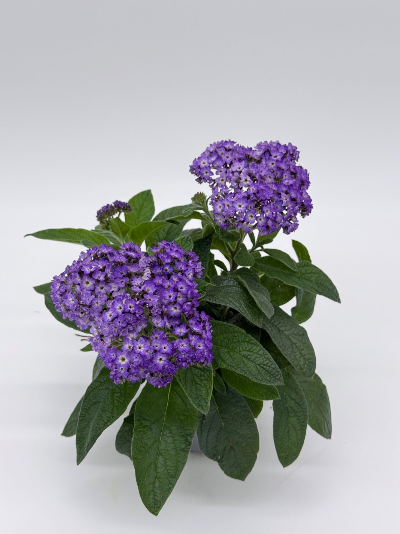 Vanilleblume