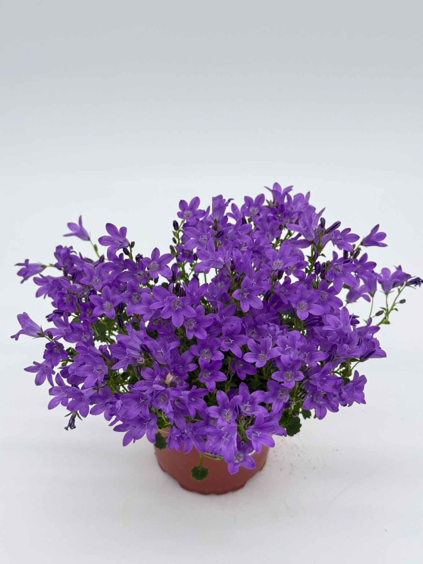 Campanula