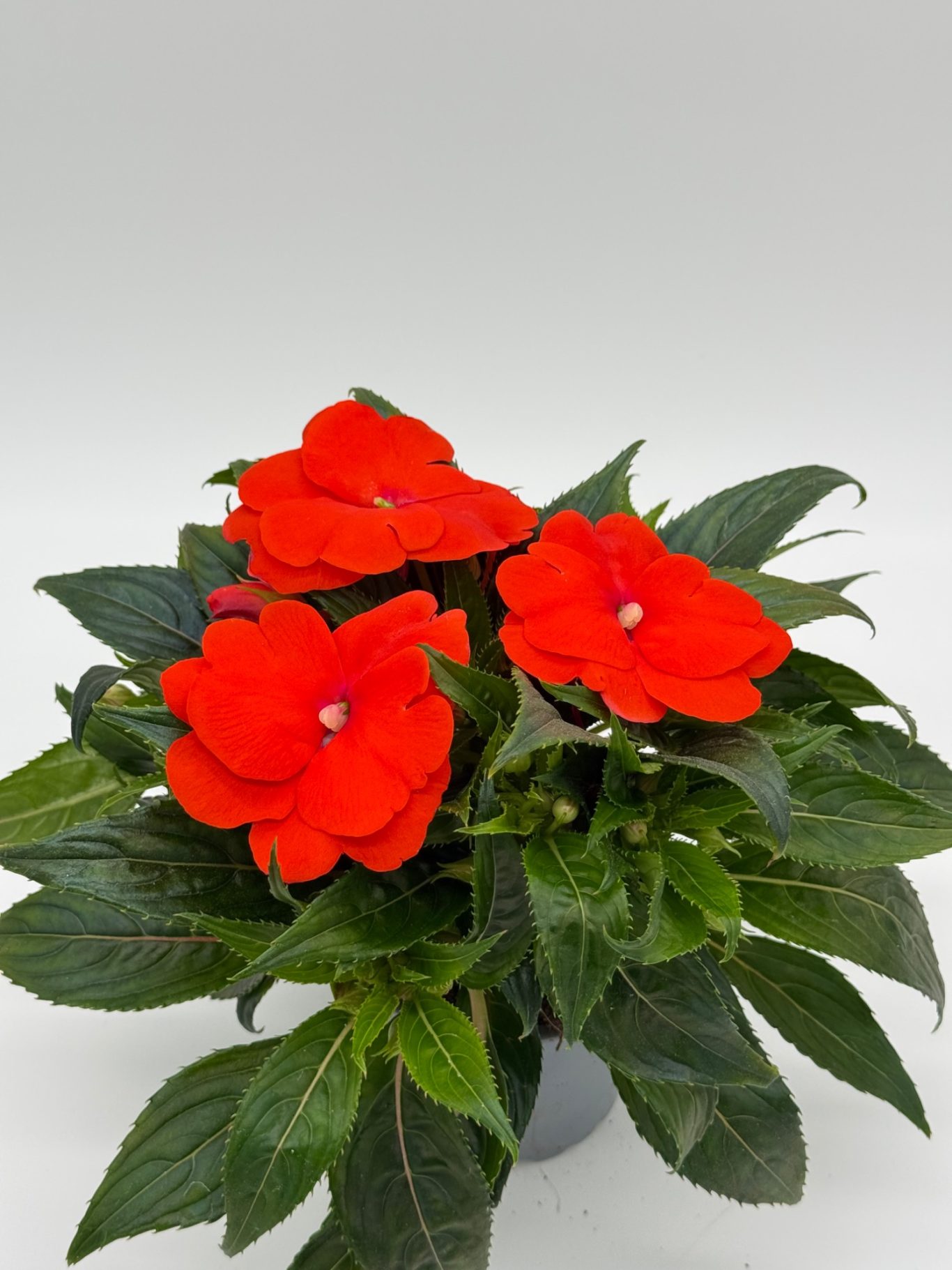 Impatiens-Neugunea