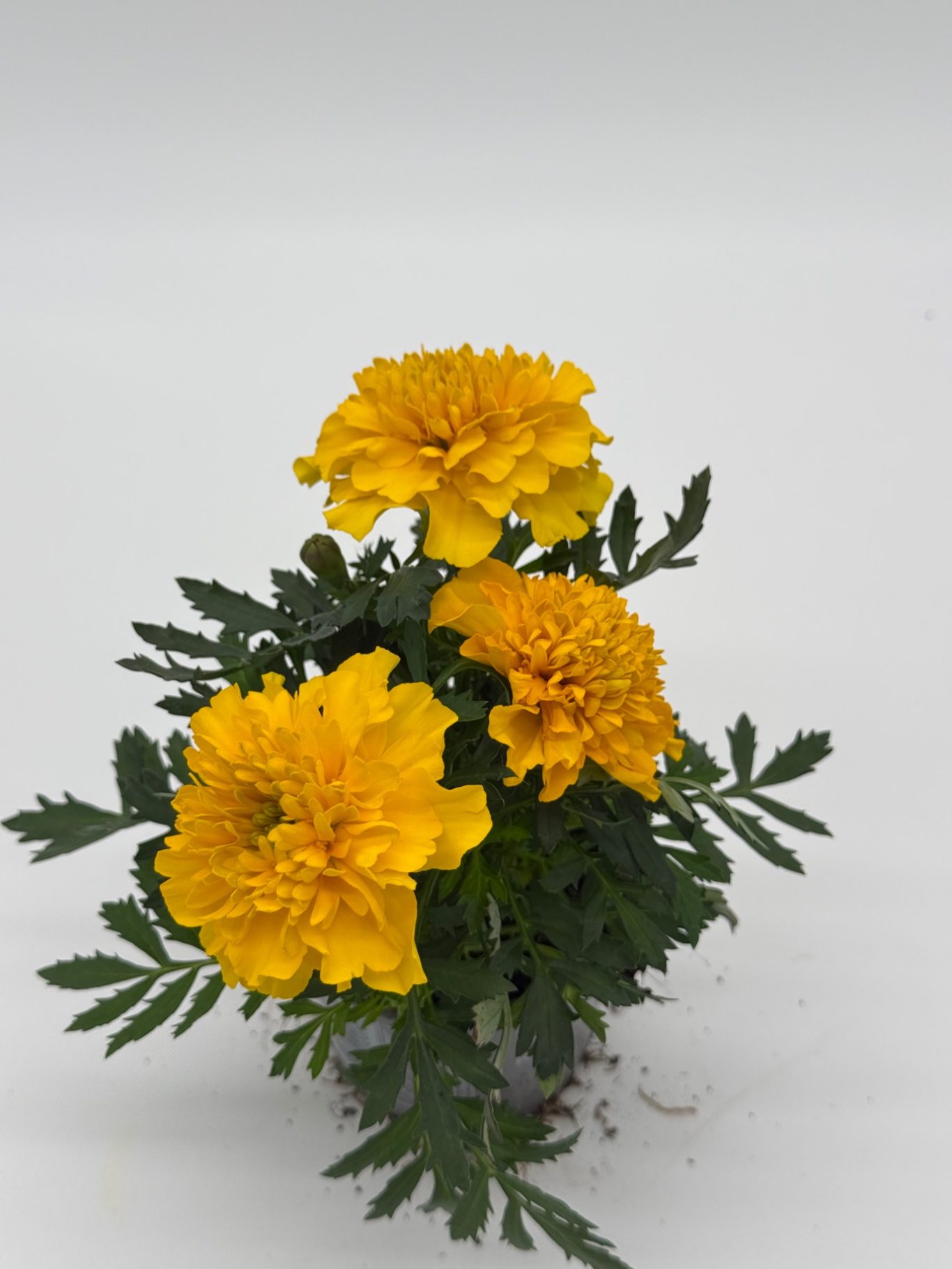 Tagetes
