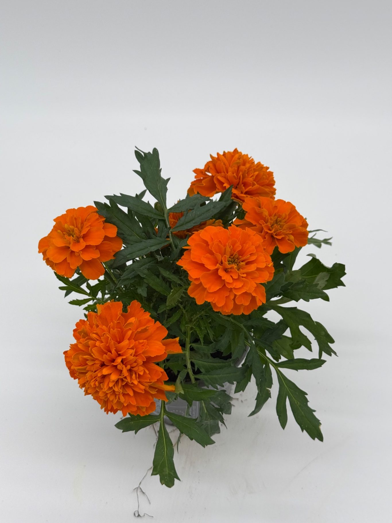 Tagetes