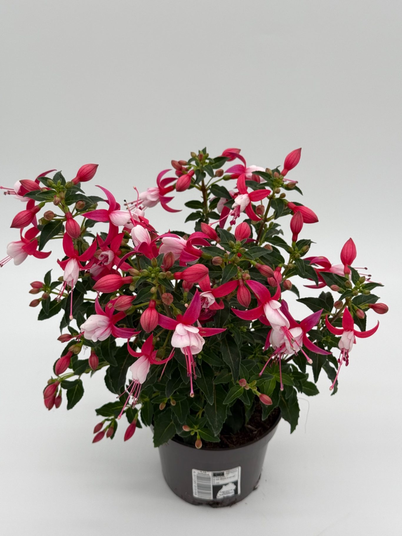 Fuchsien